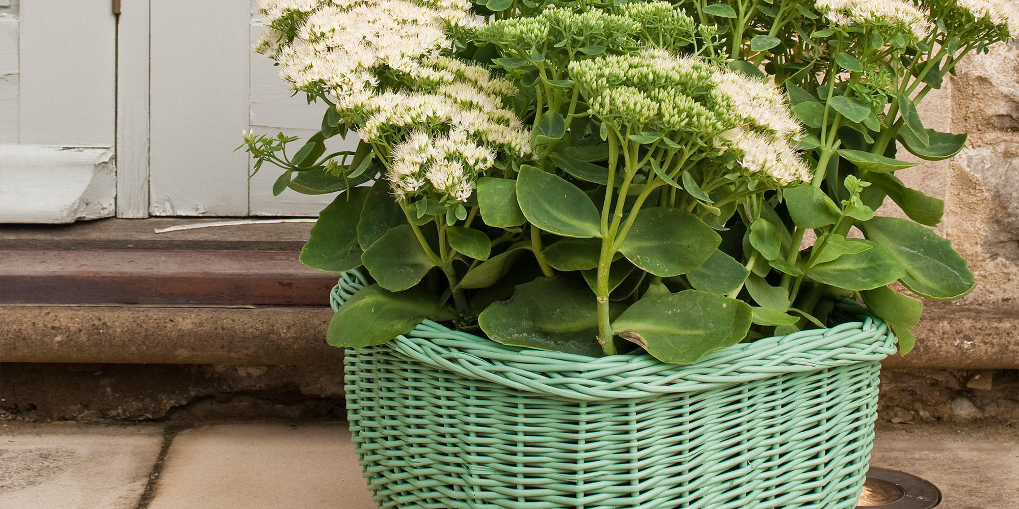 Mintfarbener Korb als Pflanzgefäß mit grüner Pflanze vor heller Haustür